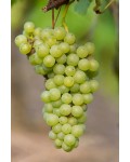 Виноград Йоханнитер | Виноград плодовий Йоханнітер | Vitis vinifera Johanniter